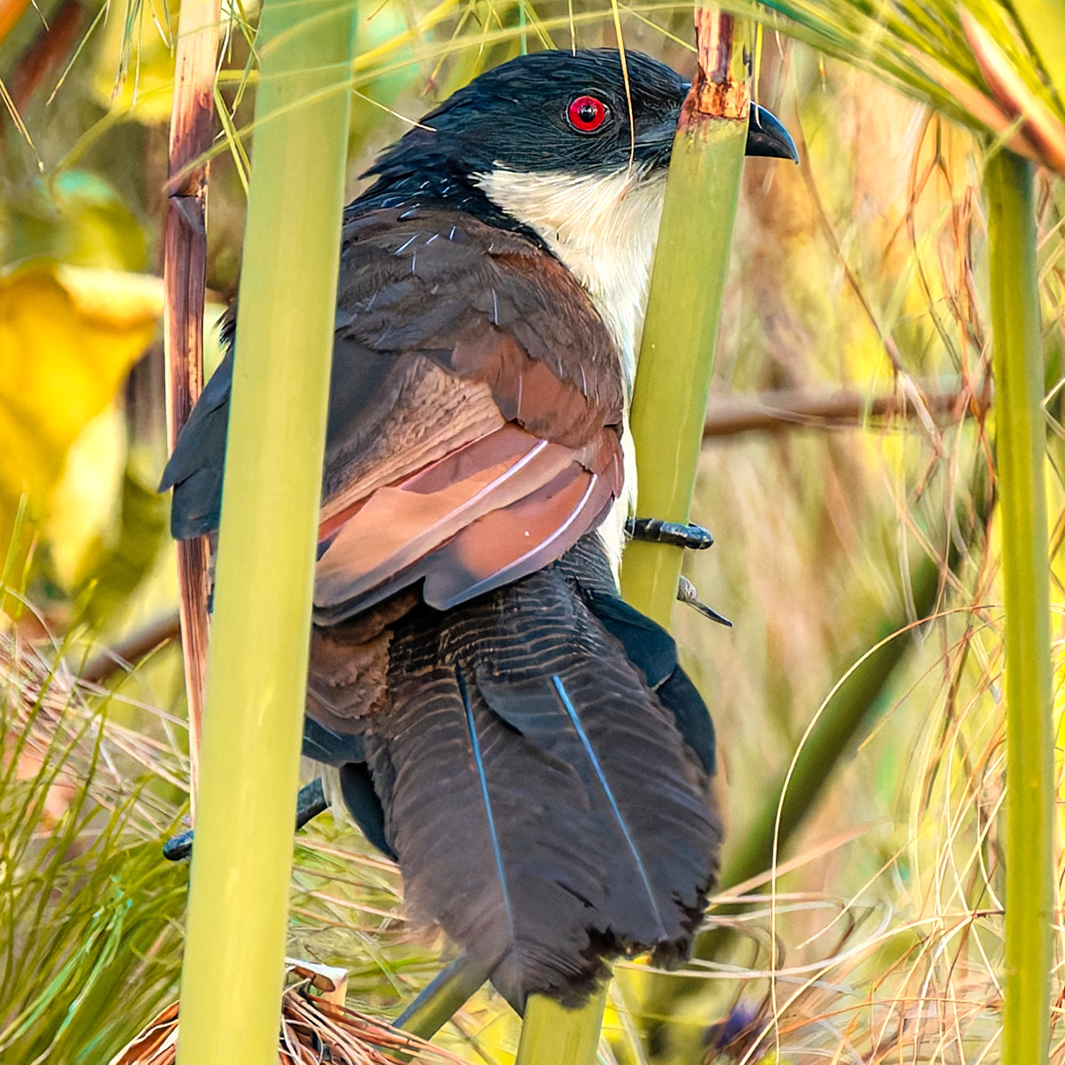 image Coppery-tailed Coucal